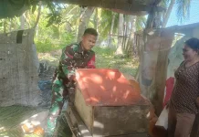 Babinsa Bantu Pengolahan Sagu Warga