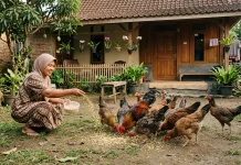 Langkah Mudah Memulai Ternak Ayam di Rumah