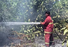 Kebakaran Lahan 1,5 Hektare Terjadi di Beringin Jaya