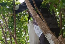 Produksi Cengkeh Pulau Midai Meningkat, Harga Menguntungkan Petani