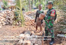 Babinsa Air Payang Dampingi Petani
