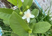 Manfaat Daun Jambu Biji untu Kesehatan Lambung