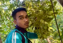 Musim Cengkeh Pemuda Selading Memfaatkan Peluang Cari Cuan