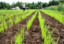Akselerasi Pengembangan Benih Unggul Padi Gogo di Lahan Kering