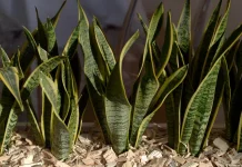 Pemanfaatan Tanaman Sansevieria dalam Mitigasi Polusi Udara Perkotaan