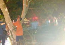 Damkar Natuna Evakuasi Sarang Tawon di Padang Kurak