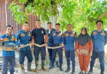 Damkar Natuna Evakuasi Ular Kobra di Permukiman Warga Tanjung