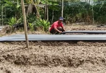 Kemarau Picu Krisis Air Petani