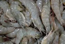 Manfaat Udang untuk Ibu Hamil dan Janin