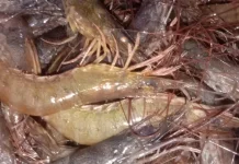 Kandungan Gizi dan Manfaat Udang untuk Ibu Hamil