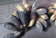 Tips Mengolah Pisang yang Sudah Kematangan