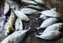 Jenis-jenis Vitamin yang Terkandung dalam Ikan