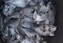 Manfaat Ikan Laut untuk kesehatan