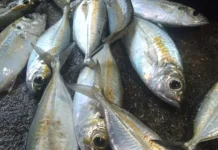 Manfaat Ikan Laut untuk Ibu Hamil