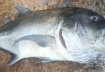 Aturan Aman Makan Ikan saat Hamil