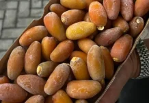 Manfaat Kurma untuk Ibu Hamil dan Janin