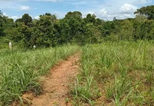 Rumput Gajah Bantu Peternak