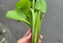 Sayur Genjer yang Kaya Akan Manfaat untuk Kesehatan