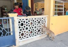Damkar Evakuasi Anjing di Ceruk