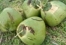 Air kelapa bertahan berapa lama ?