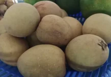 Manfaat Buah Ciku atau Sawo untuk Ibu Hamil dan Janin