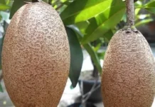 Manfaat Buah Ciku untuk Mpasi