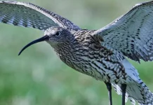 Mengenal Hari Curlew Sedunia Setiap 21 April