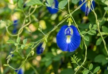 Bunga Telang, Si Biru Cantik dengan Segudang Manfaat