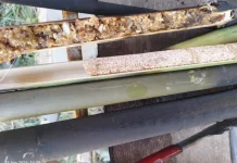 Suman, Makanan Jadul Masyarakat Pulau Bunguran