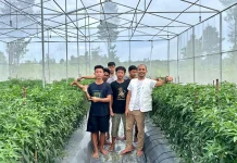 Harga Cabai Natuna Anjlok Petani Terancam Rugi