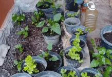 Petani Rasakan Manfaat Pupuk Organik Ranai Darat