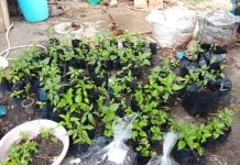 Rumah Kompos Ranai Darat Dorong Pertanian Ramah Lingkungan