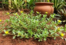 Mengenal Tanaman Krokot dan Manfaatnya bagi Kesehatan