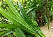 Manfaat Mandi dengan Rebusan Air Pandan