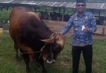Presiden Prabowo Salurkan Sapi Kurban di Natuna