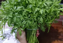Daun Limbong, Lalapan Favorit Warga Ranai