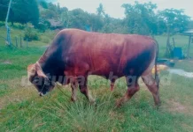 Natuna Terima Bantuan  Sapi Qurban Dari Presiden
