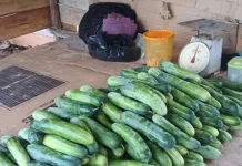 Harga Timun di Natuna Turun