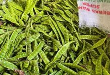 Harga Petai di Ranai Masih Tergolong Mahal