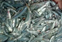 Ikan Bilis Segar Baik untuk Tumbuh Kembang Anak