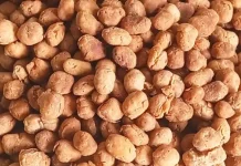 Kacang batu menjadi salah satu camilan tradisional