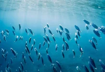 Hari Tuna Sedunia Setiap 2 Mei, Simak Sejarahnya