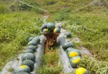 Petani Harapan Jaya Panen Semangka di tengah Musim Kering