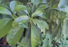 Kompos Organik “Radar Eco Green” Manfaatkan Bahan Alami untuk Kesuburan Tanah