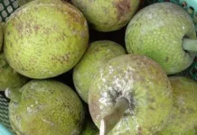 Manfaat dari  Buah Sukun  yang Jarang Kita Ketahui