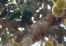 Prospek Durian Premium di Natuna