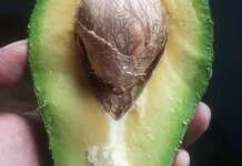 Alpukat, ini cara yang Baik dan Benar Mengkonsumsinya