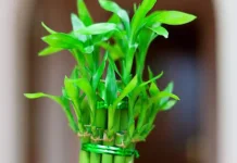 Tanaman Hias Pembawa Rezeki Menurut Feng Shui