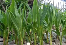 Prospek Kelapa Hybrida di Natuna