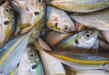 Ikan Kembung: Kaya Nutrisi, Baik untuk Jantung dan Otak